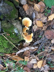 Marasmiineae