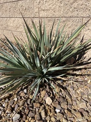 Yucca pallida