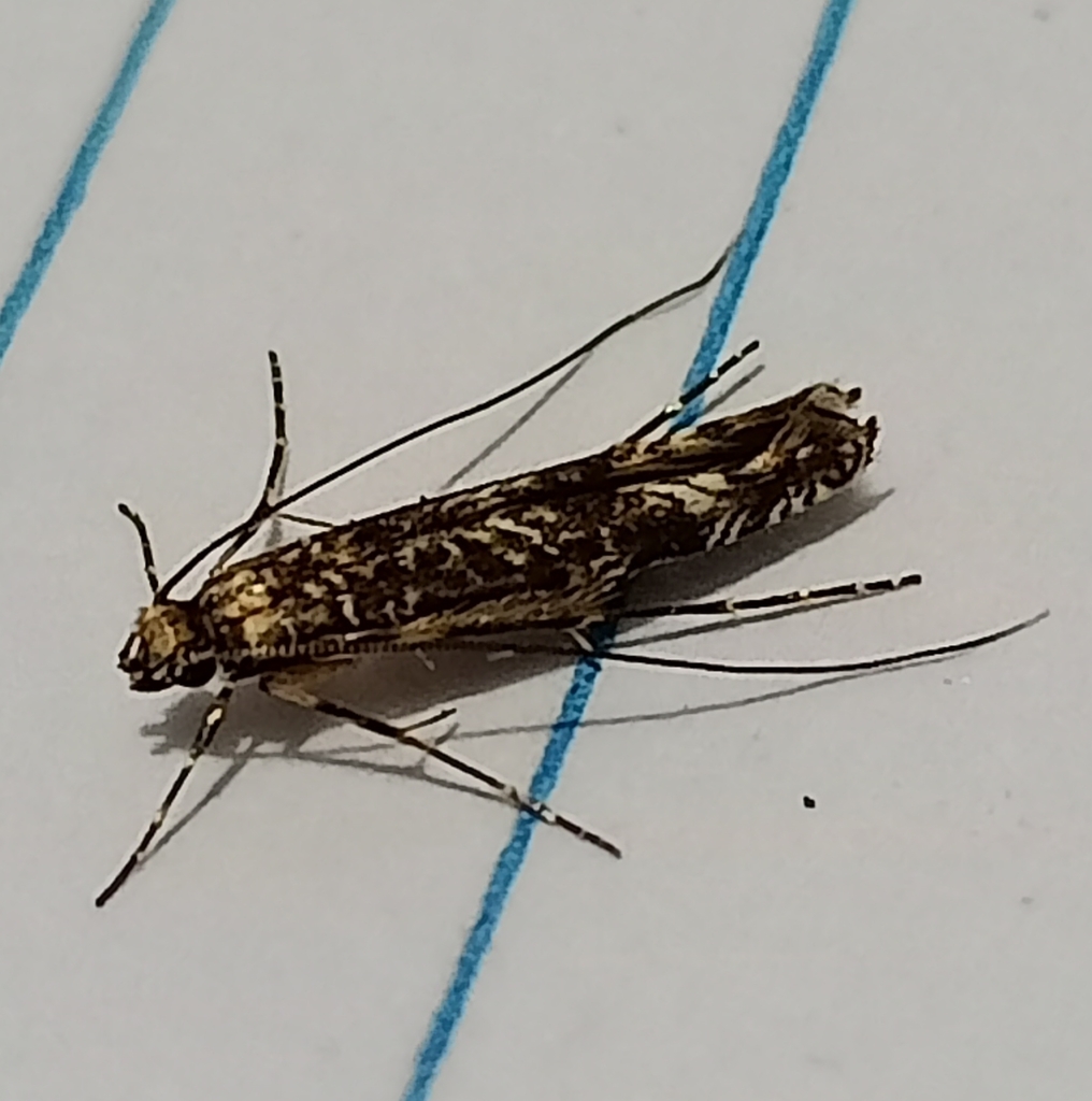 Conopomorpha cyanospila