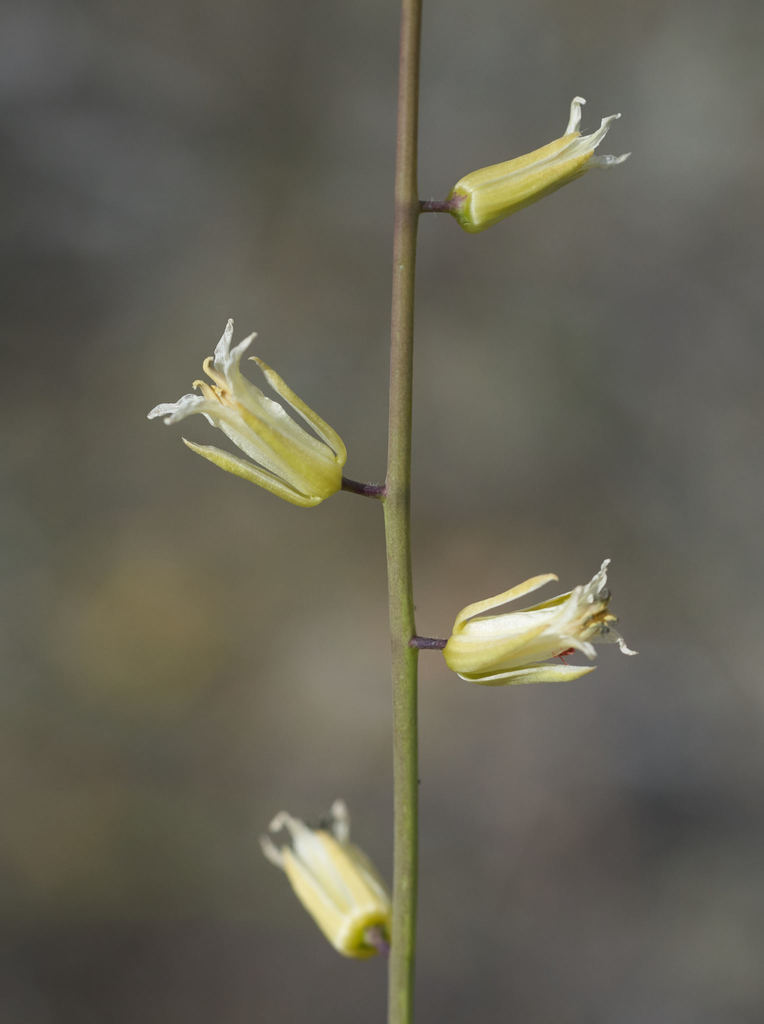 Yellow Mustard
