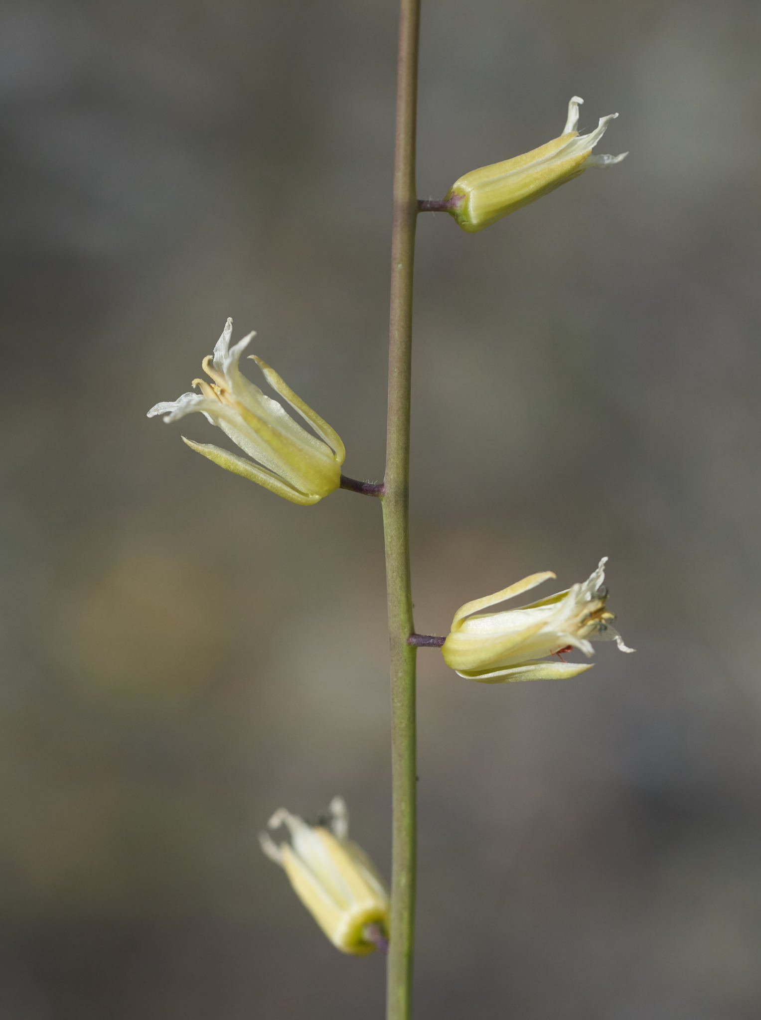 Caulanthus flavescens