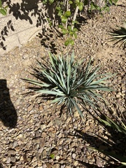 Yucca pallida