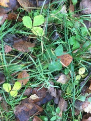 Linaria vulgaris