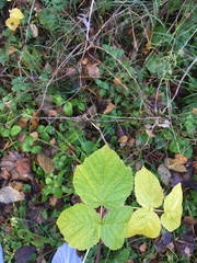 Rubus idaeus