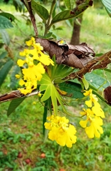 Erycina