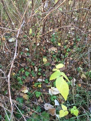 Rubus idaeus