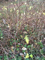 Rubus idaeus