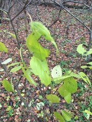 Rubus idaeus
