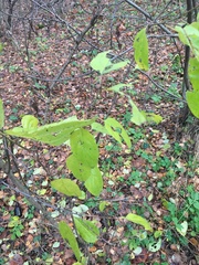Rubus idaeus