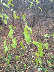 Rubus idaeus