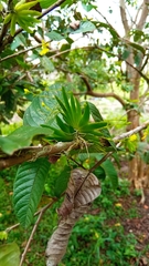 Erycina