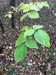 Rubus idaeus