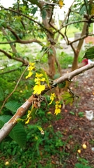 Erycina