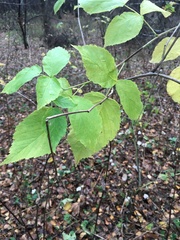 Rubus idaeus