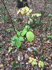 Rubus idaeus