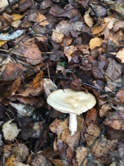 Clitocybe fragrans
