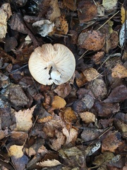 Clitocybe fragrans
