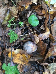 Helix pomatia