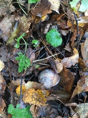 Helix pomatia