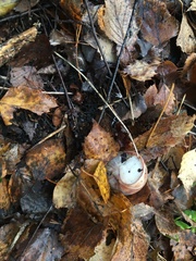 Helix pomatia