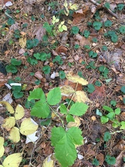 Rubus idaeus
