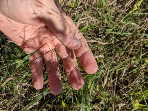 longbeak panicgrass (Panicum capillarioides)