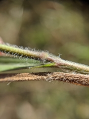 Panicum capillarioides