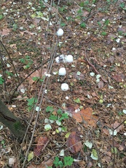 Symphoricarpos albus