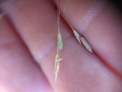 Image of Panicum capillarioides by (c) Cleveland Powell, some rights reserved (CC BY)