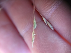 Panicum capillarioides