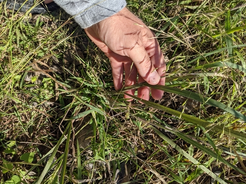 Image of Panicum capillarioides by (c) Cleveland Powell, some rights reserved (CC BY)