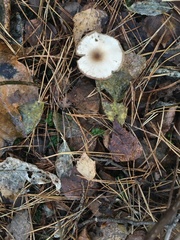 Clitocybe fragrans