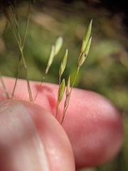 Panicum capillarioides