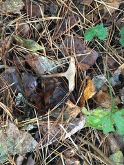 Clitocybe fragrans