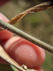 Panicum capillarioides