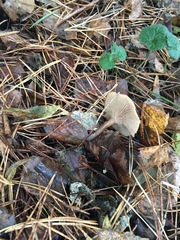 Clitocybe fragrans