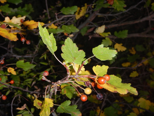 Hawthorn-leaved Crab Apple (Eriolobus florentinus)