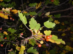 Eriolobus florentinus