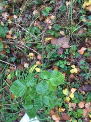 Rubus idaeus