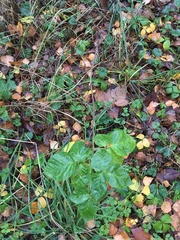 Rubus idaeus