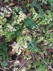 Anthriscus sylvestris
