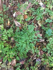 Anthriscus sylvestris