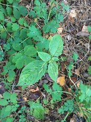 Impatiens parviflora