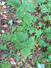 Impatiens parviflora