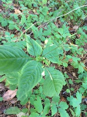 Impatiens parviflora