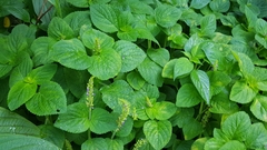 Coleus monostachyus