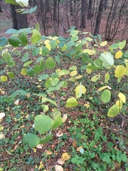 Corylus avellana