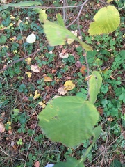 Corylus avellana