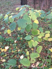 Corylus avellana