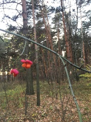 Euonymus europaeus